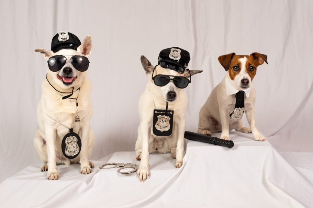 Jack Russel Terrier dogs. Bella, Brian, and Genevieve in police gear.