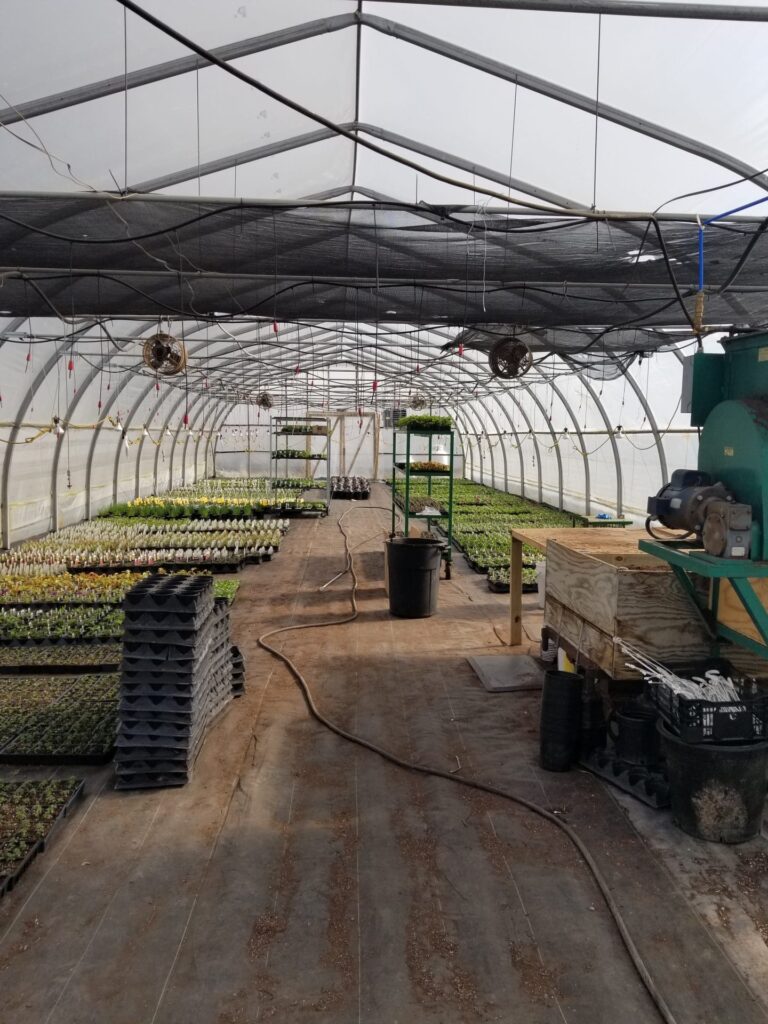 A greenhouse interior with rows of seedlings and plants, ventilated with ceiling fans and utilizing natural light for sustainable agriculture
