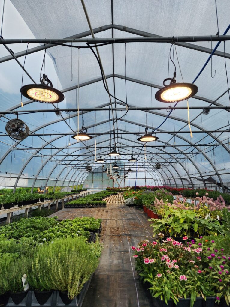 Work done by the Green Team. An indoor greenhouse featuring hanging LED grow lights, rows of plants, and flowers in full bloom, showcasing energy-efficient horticultural lighting.